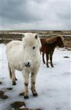 Islandske heste