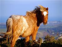Welsh Mountain pony
